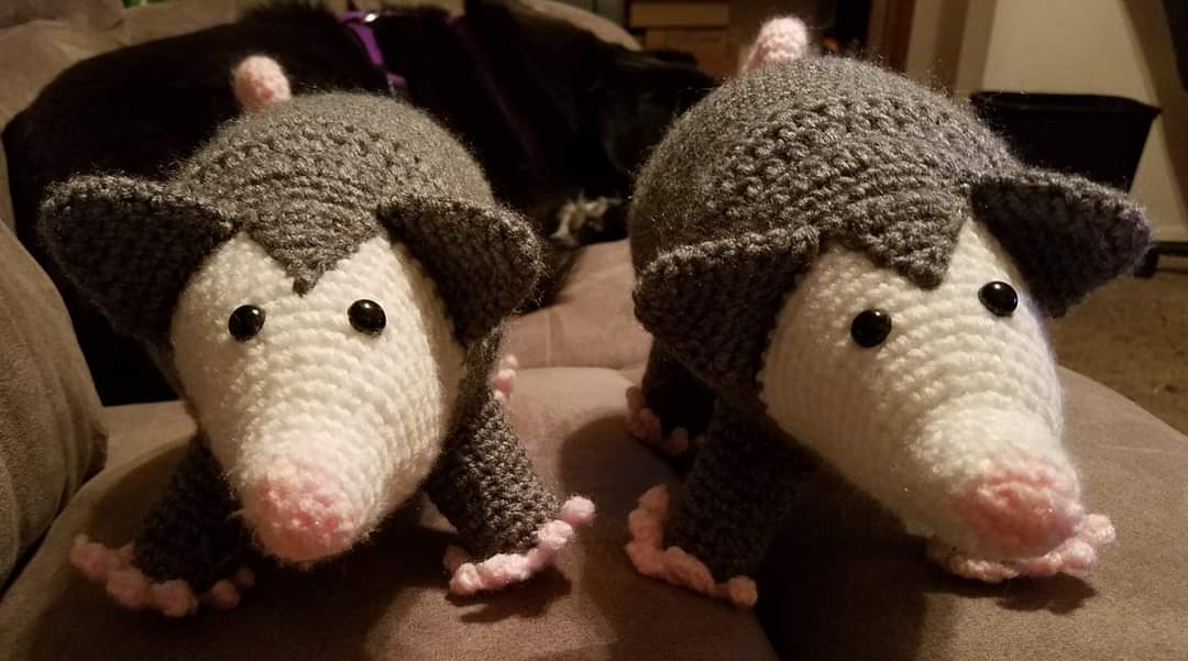 Adult Opossum